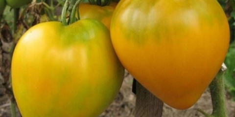 Sibirski kralj paradajza: recenzije, fotografije, prinos